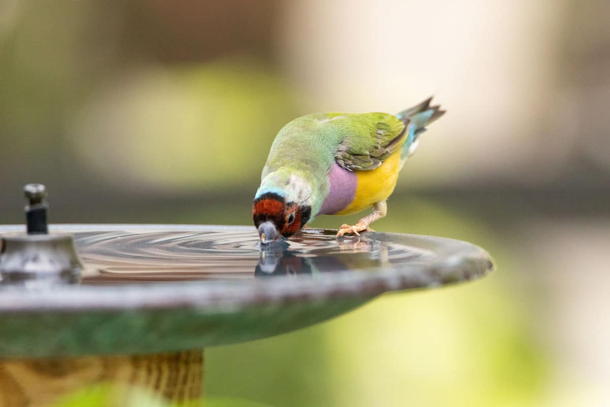 A beautiful bird drinking water on a bird basin