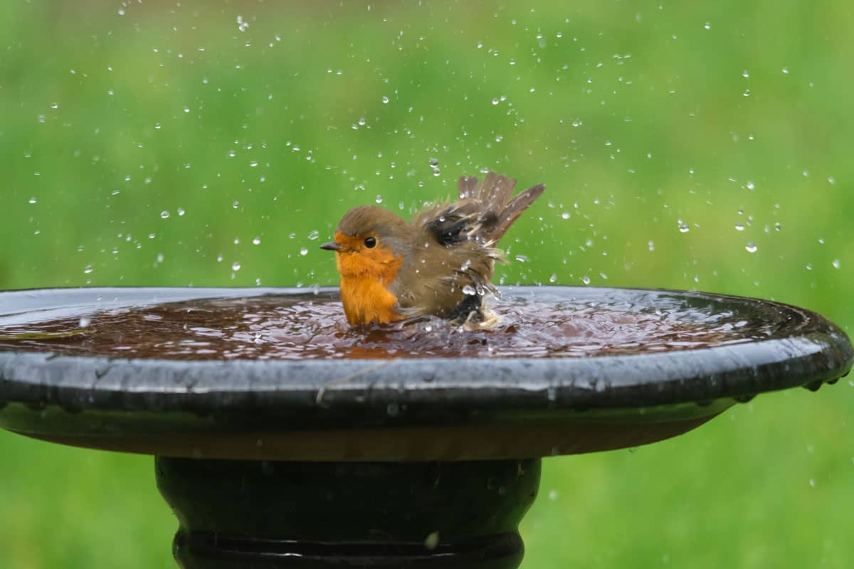 A cute little bird taking a bath