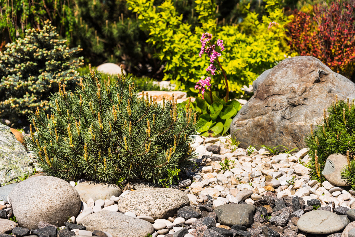 A gorgeous rock garden littered with plants and other gorgeous flowers