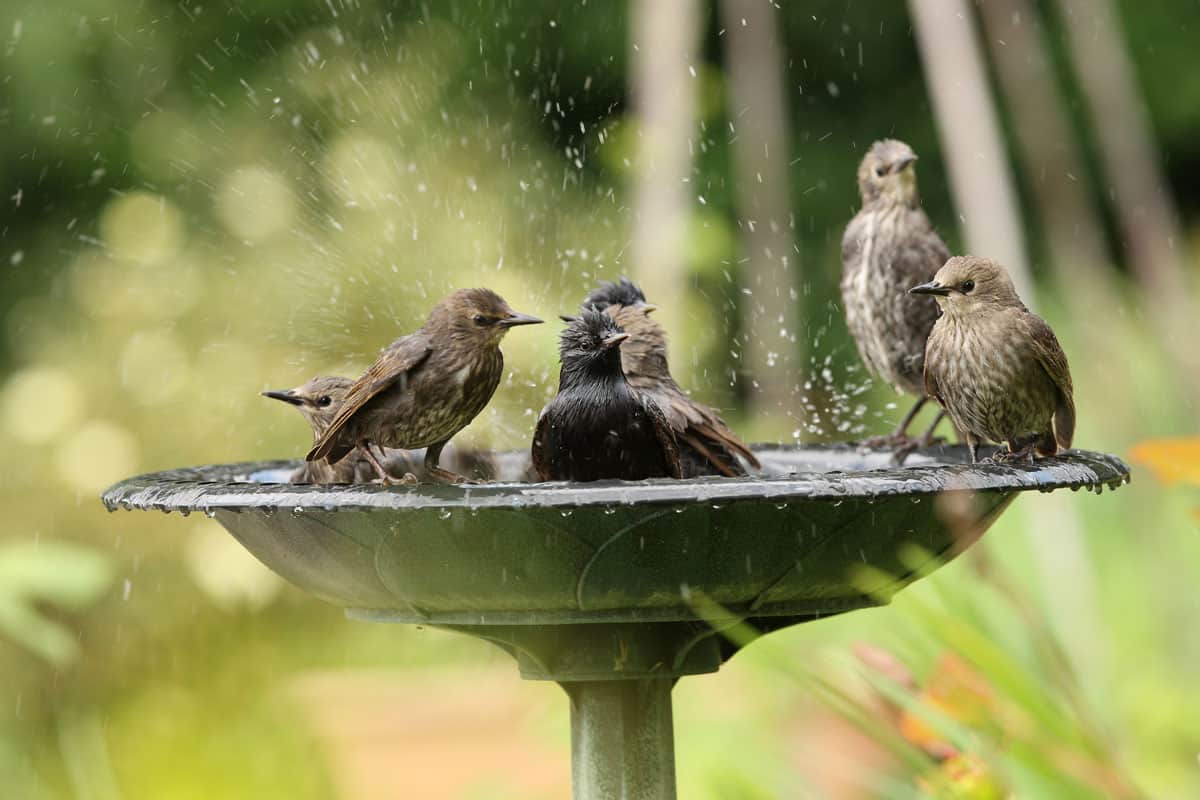 A group of birds taking a bath