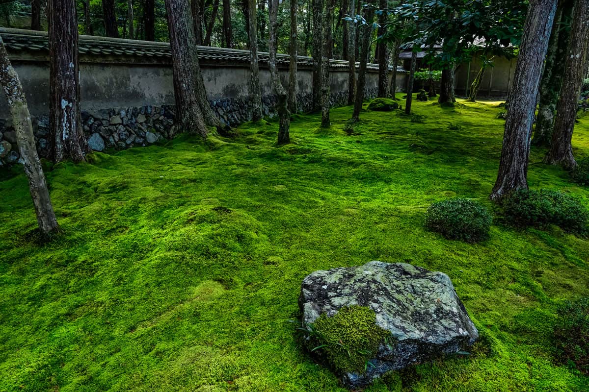 A modern traditional Japanese themed garden covered with moss