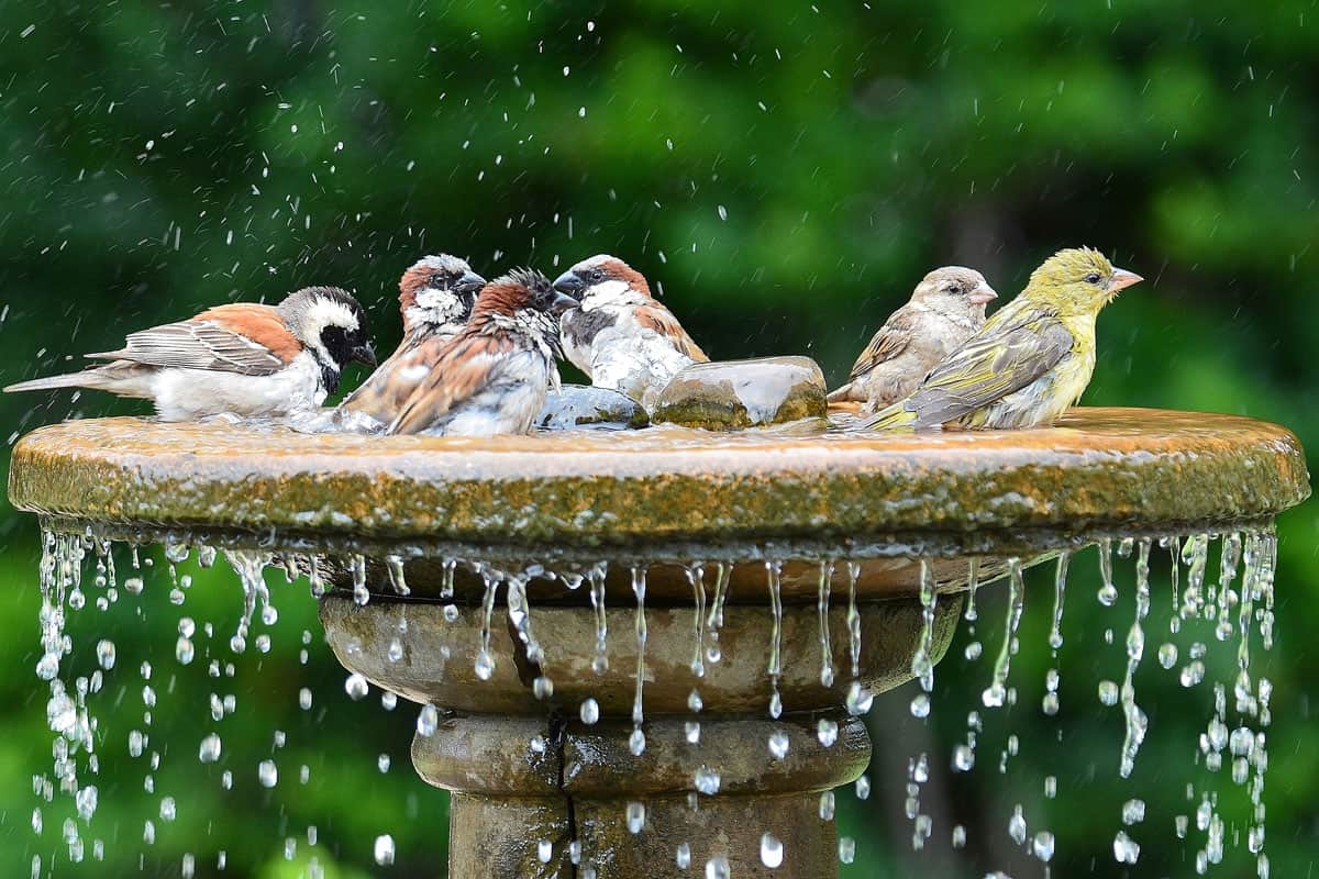 A small flock of birds taking a refreshing birdbath