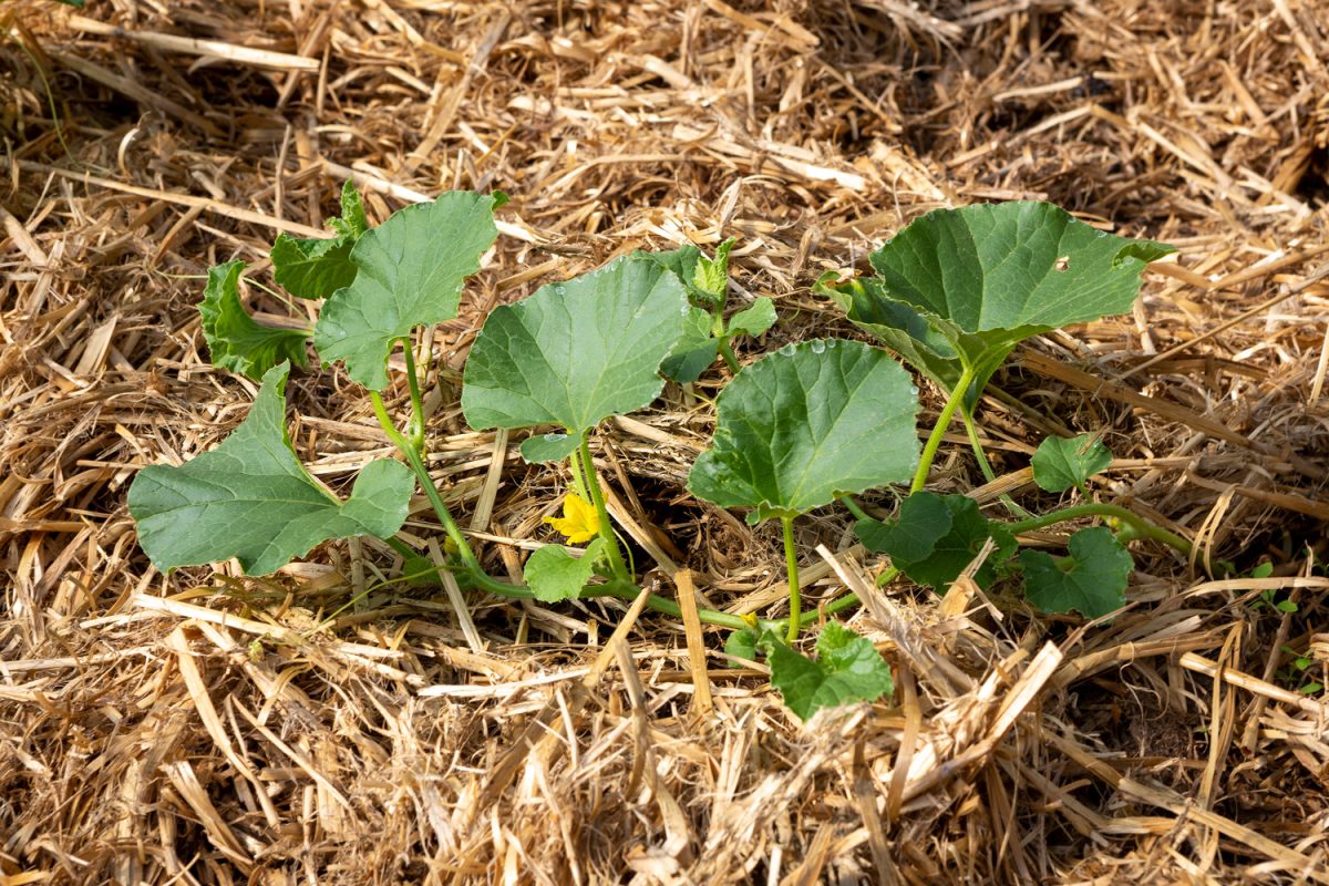 A young organic Cantaloupe or Charentais melon plant (Cucumis melo var. cantalupensis) growing in a mulch bedding of straw.
