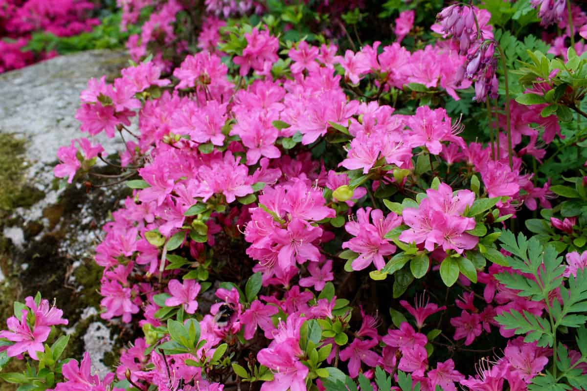 Azalea dwarf pink shrub floral
