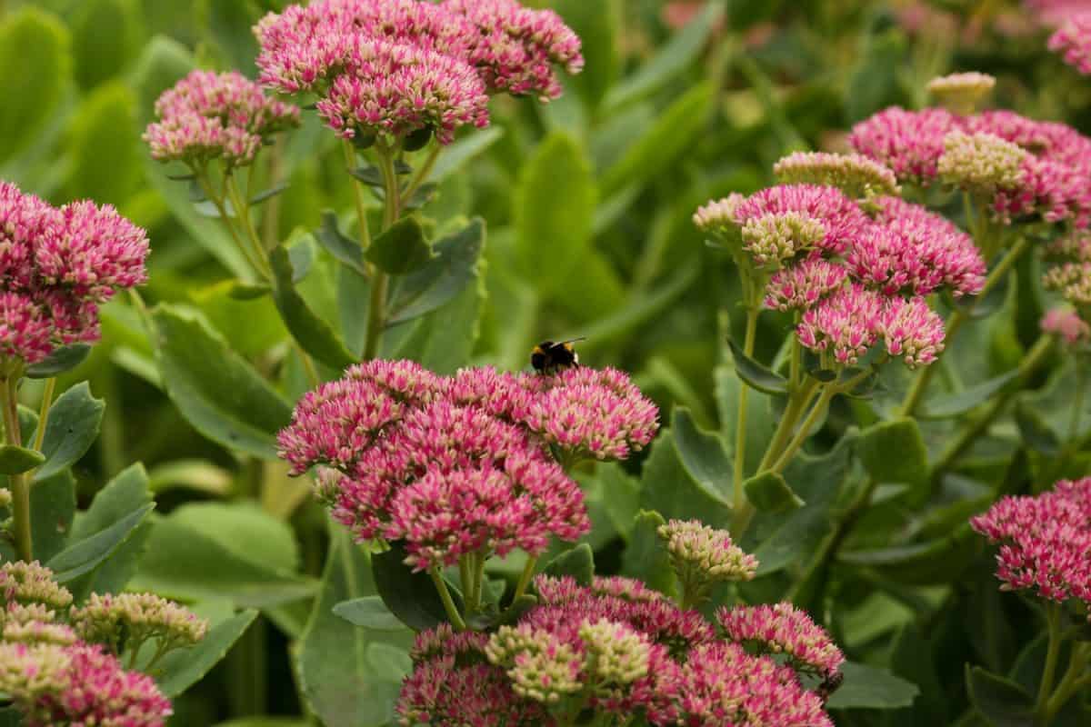 Bumblebee on beautiful decorative garden plant. Sedum (Sedum spectabile) at autumn sunny day. Flower card background with pink sedum and sun rays or floral wallpaper
