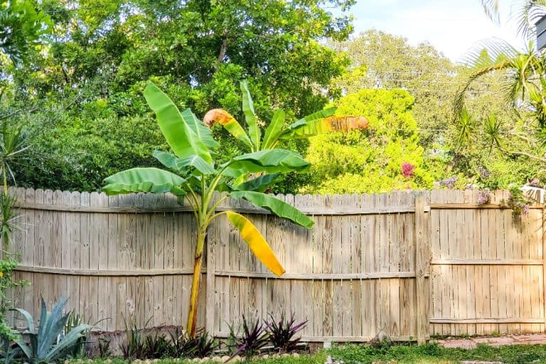 A banana tree in back yard next to a wooden fence, Can Banana Tree Roots Damage Pipes [Or Foundation]?