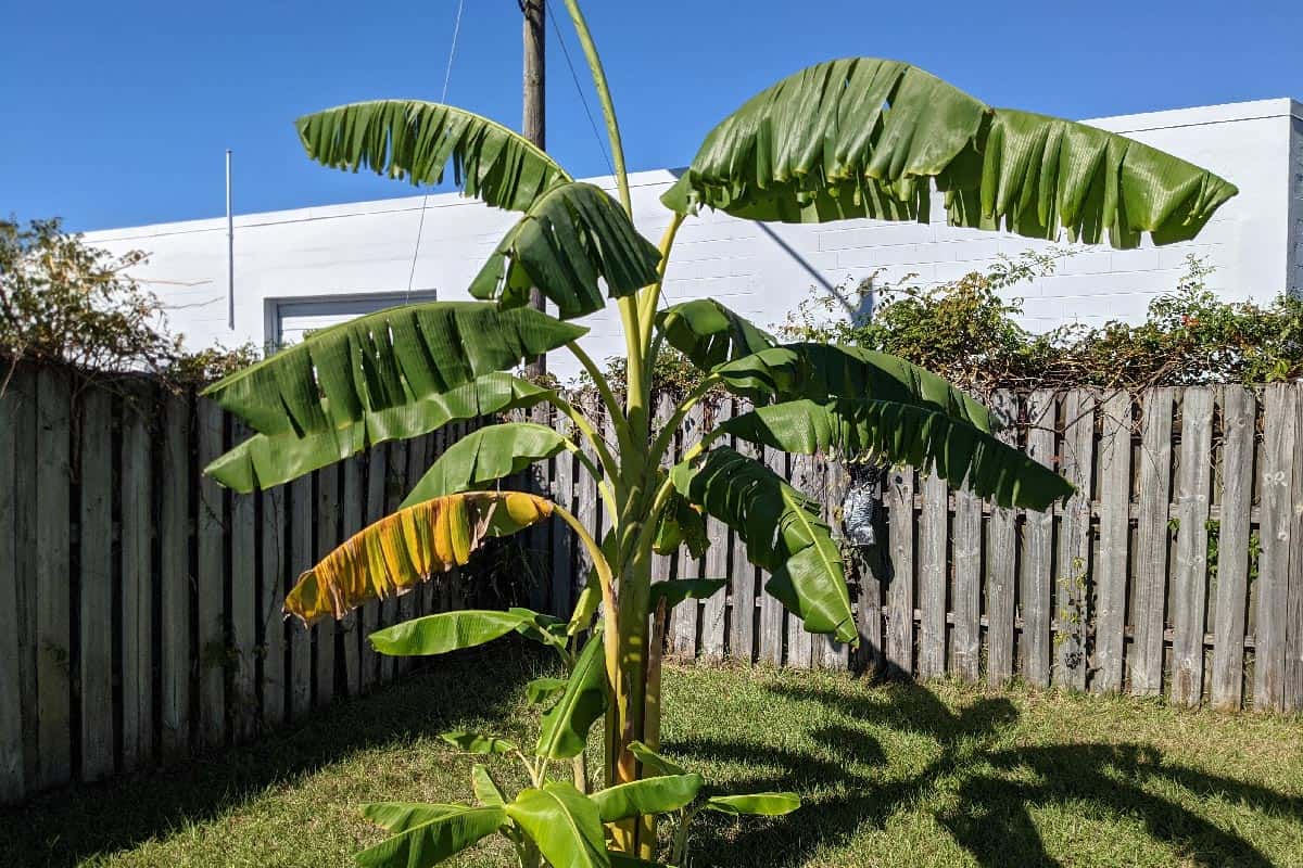 Banana trees in back yard with green grass