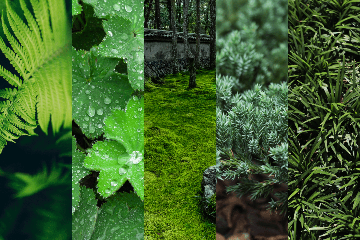 Collaged photo of three different kinds of plants that repel bees