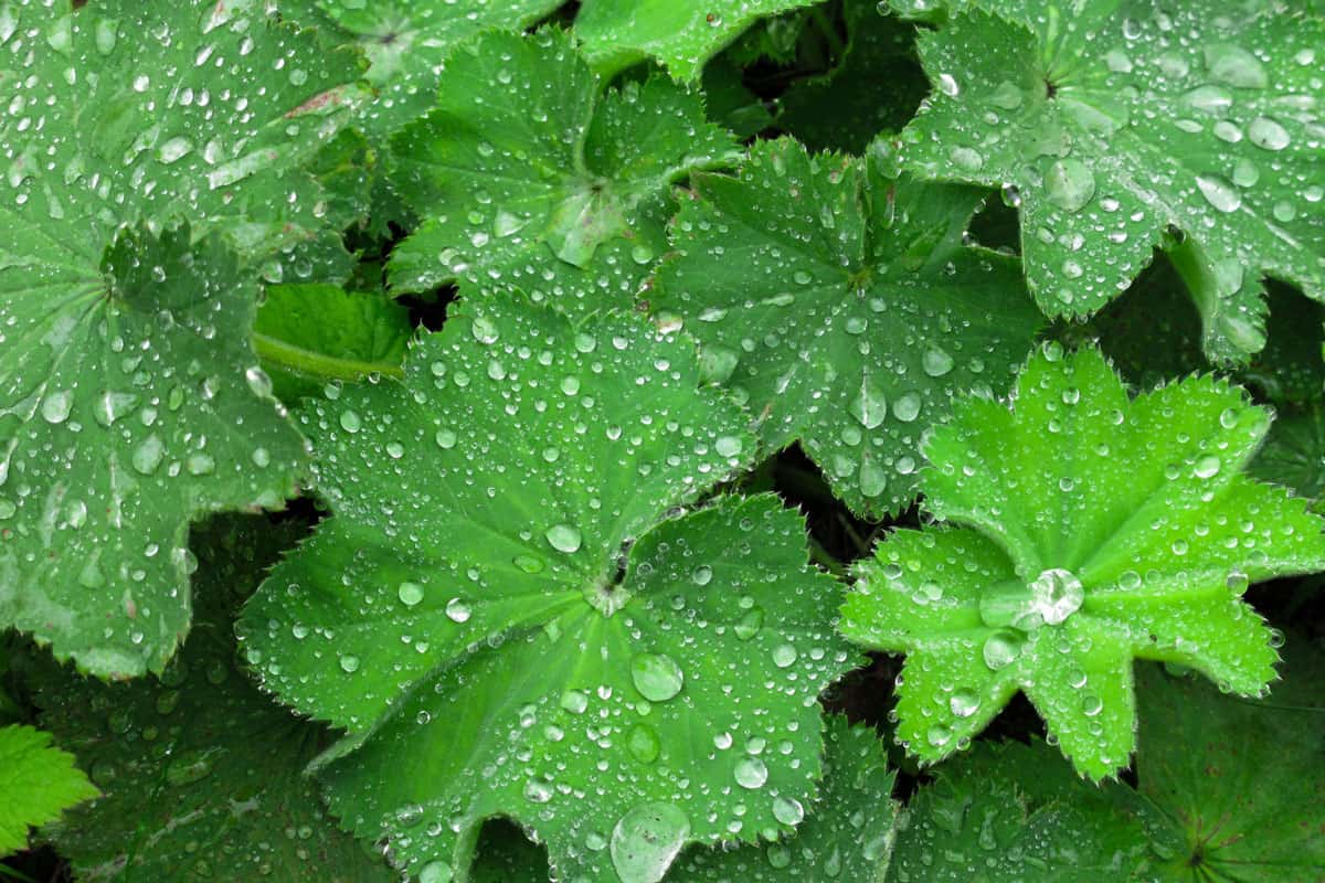 Big and small rain droplets on a Alchemillia Mollis lady's mantle in the garden