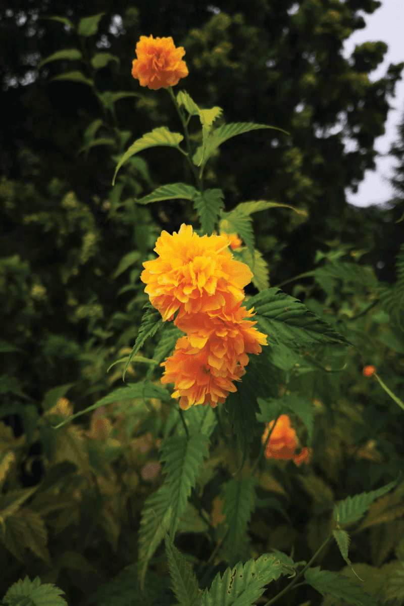 Bright orange yellow flower of Japanese kerria (Kerria japonica, Jew's-mallow, Japan globeflower, Japanese-rose, Japanese rose)