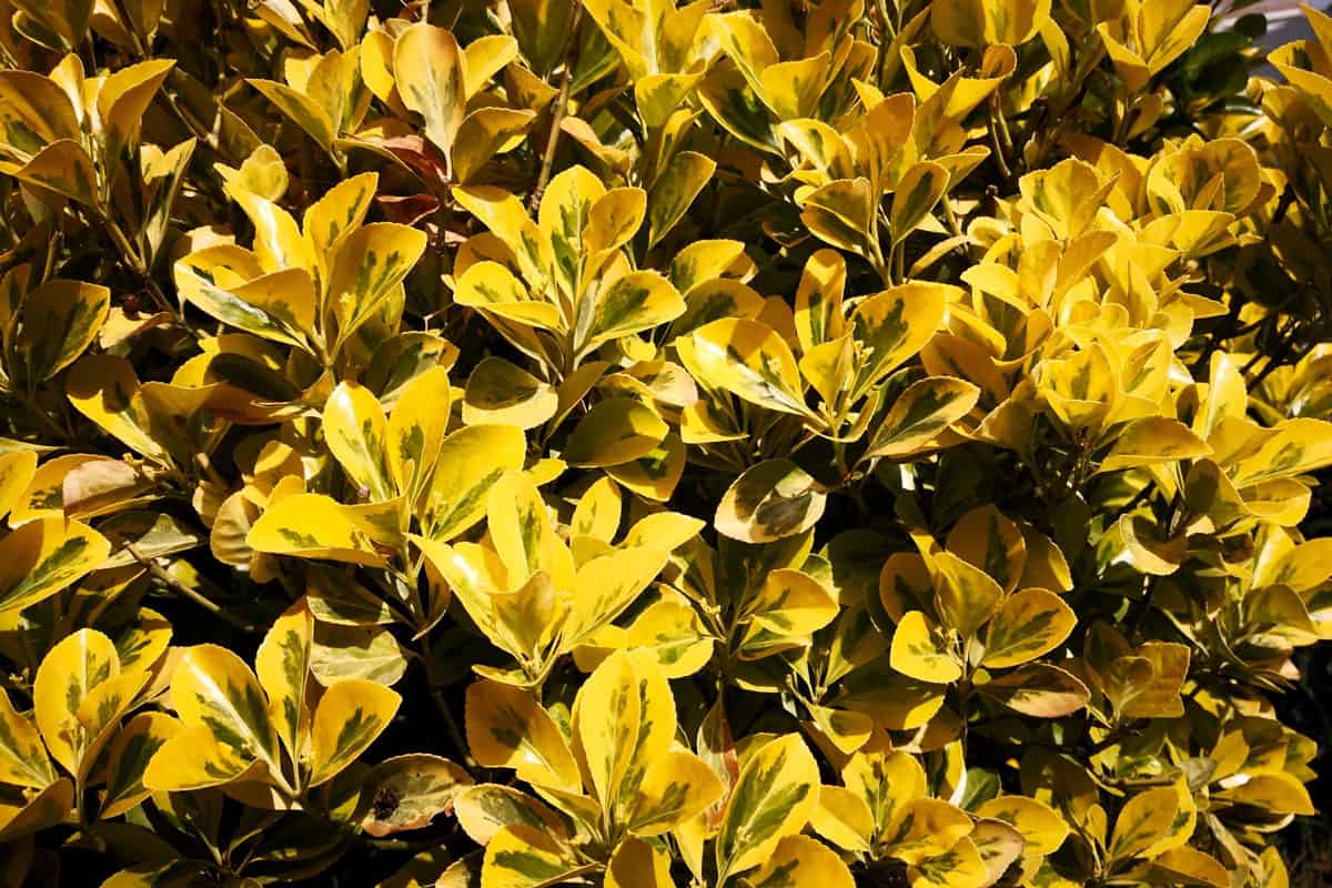 Bright yellow leaves with green pattern in center on twigs of Japanese spindle bush