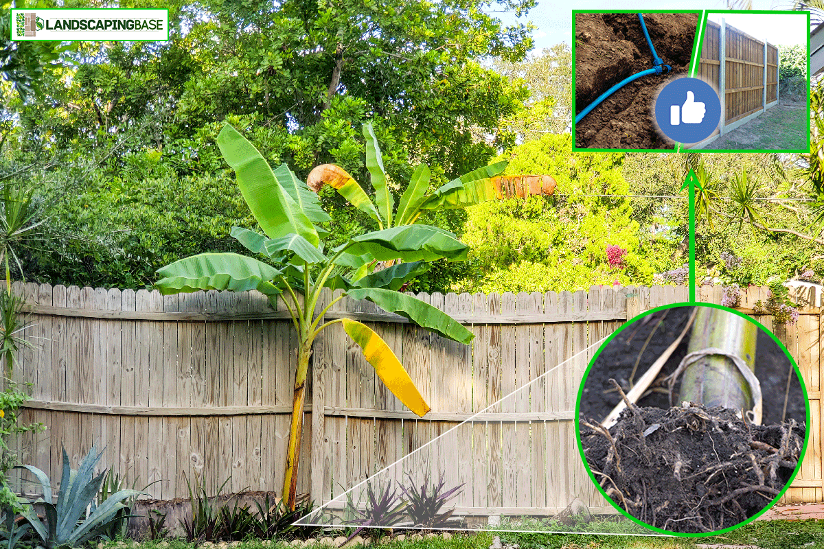 Banana tree in back yard next to a wooden fence, Can Banana Tree Roots Damage Pipes [Or Foundation]?