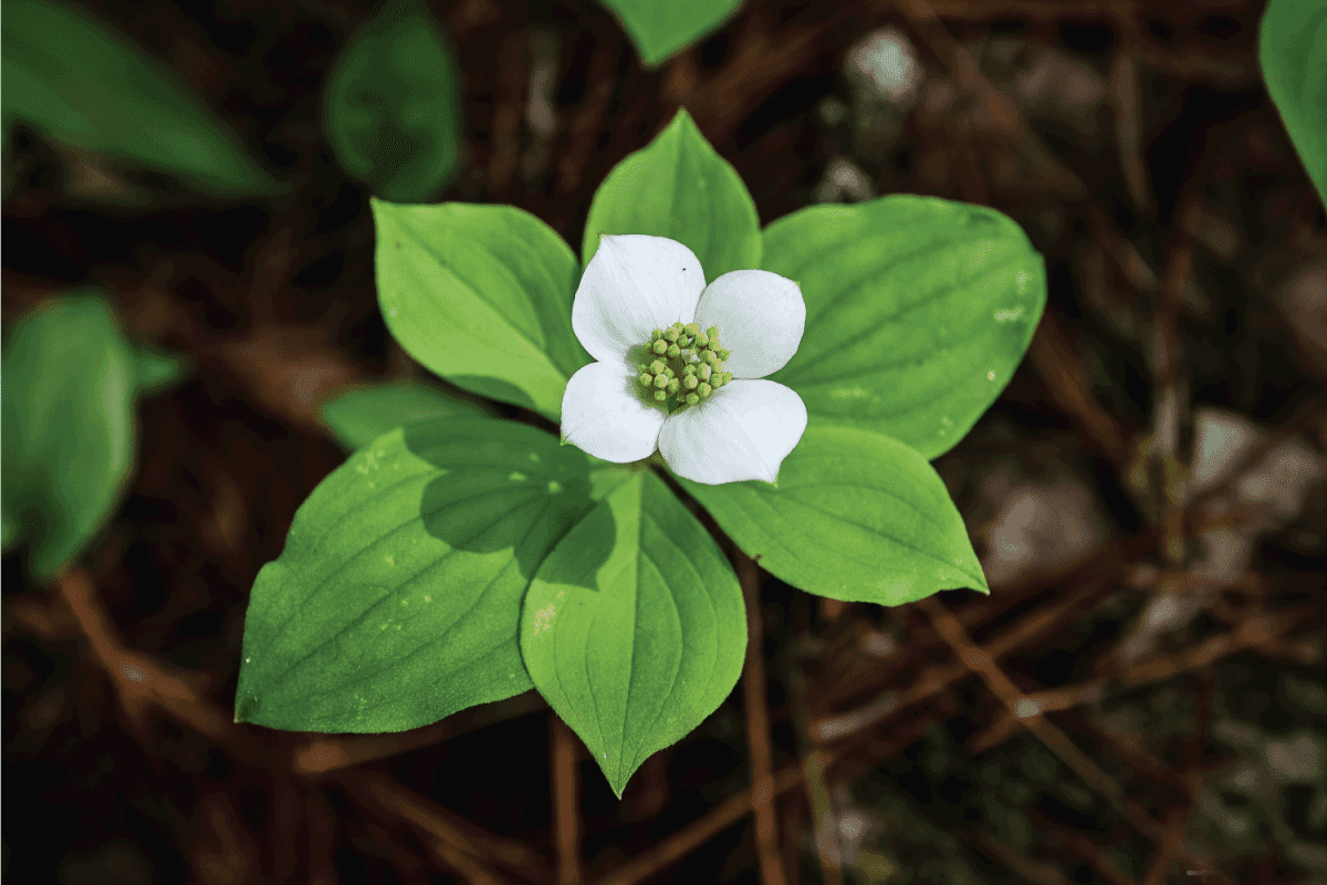 Canadian Bunchberry Flower with beautiful green petals in mixed substrate