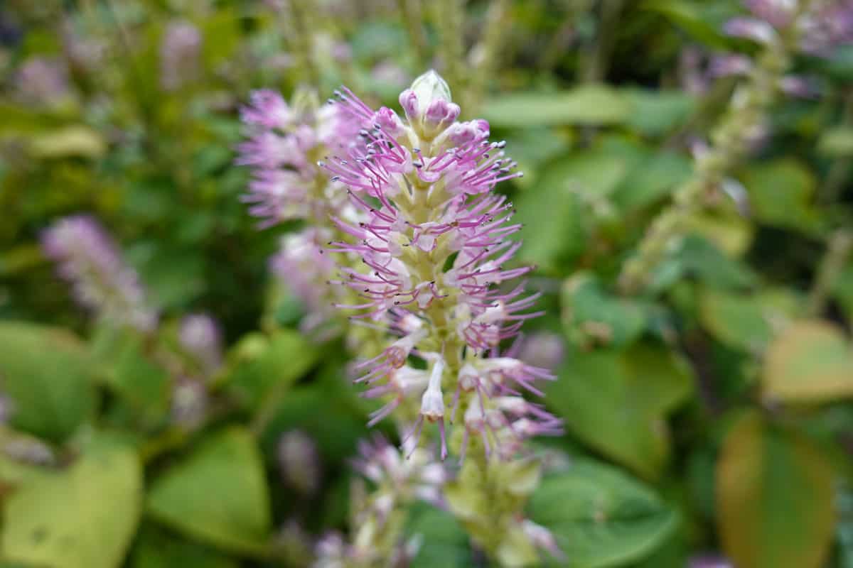 Clethra alnifolia 'Hummingbird' (Summersweet) is a gorgeous