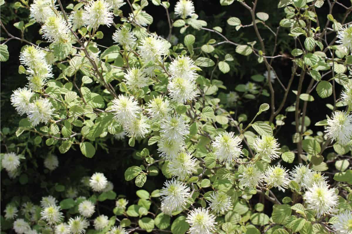 Closeup of Blossoms of Dwarf Fothergilla (Fothergilla gardenii)