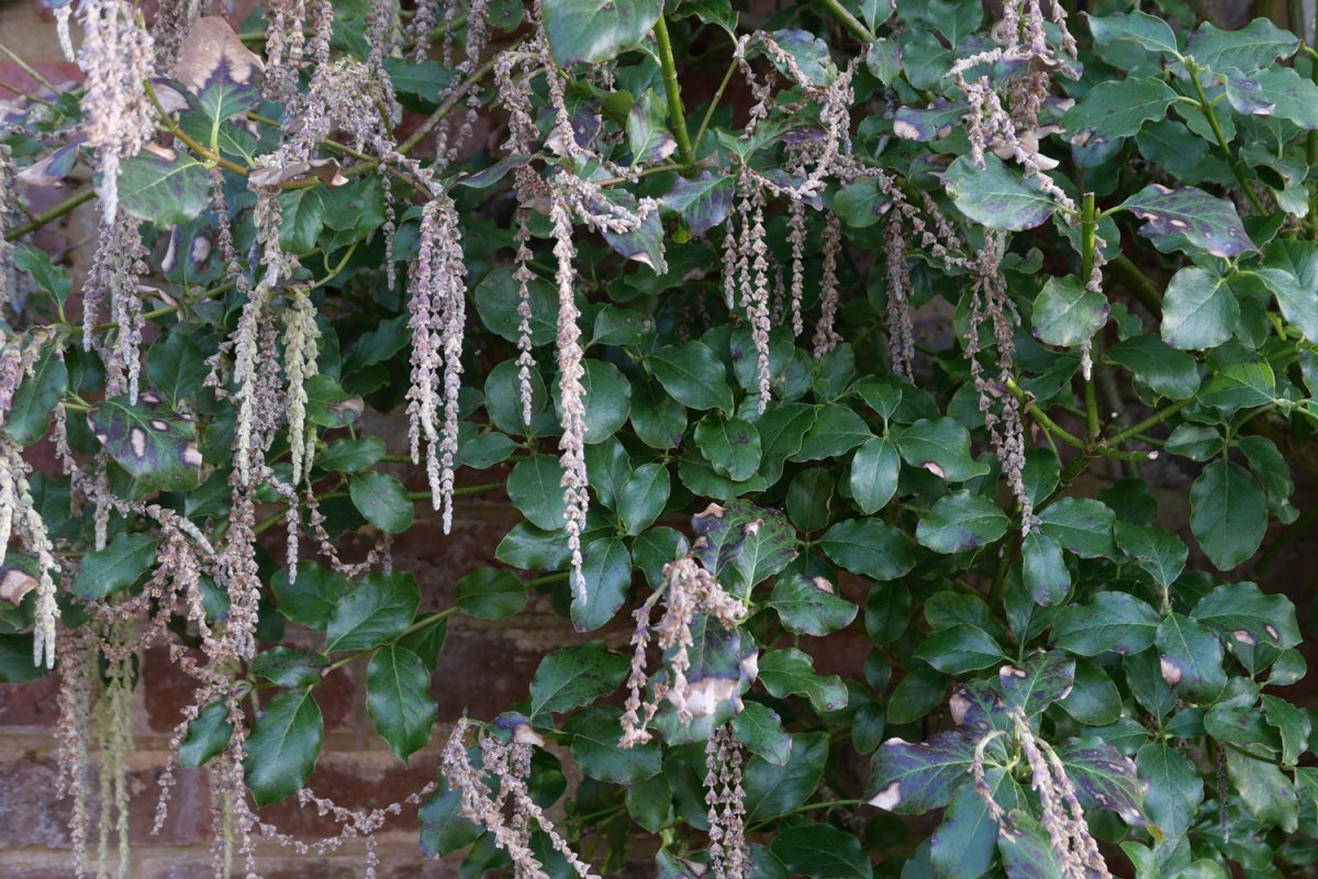 Full frame image of garrya elliptica showing dangling catkins and foliage

