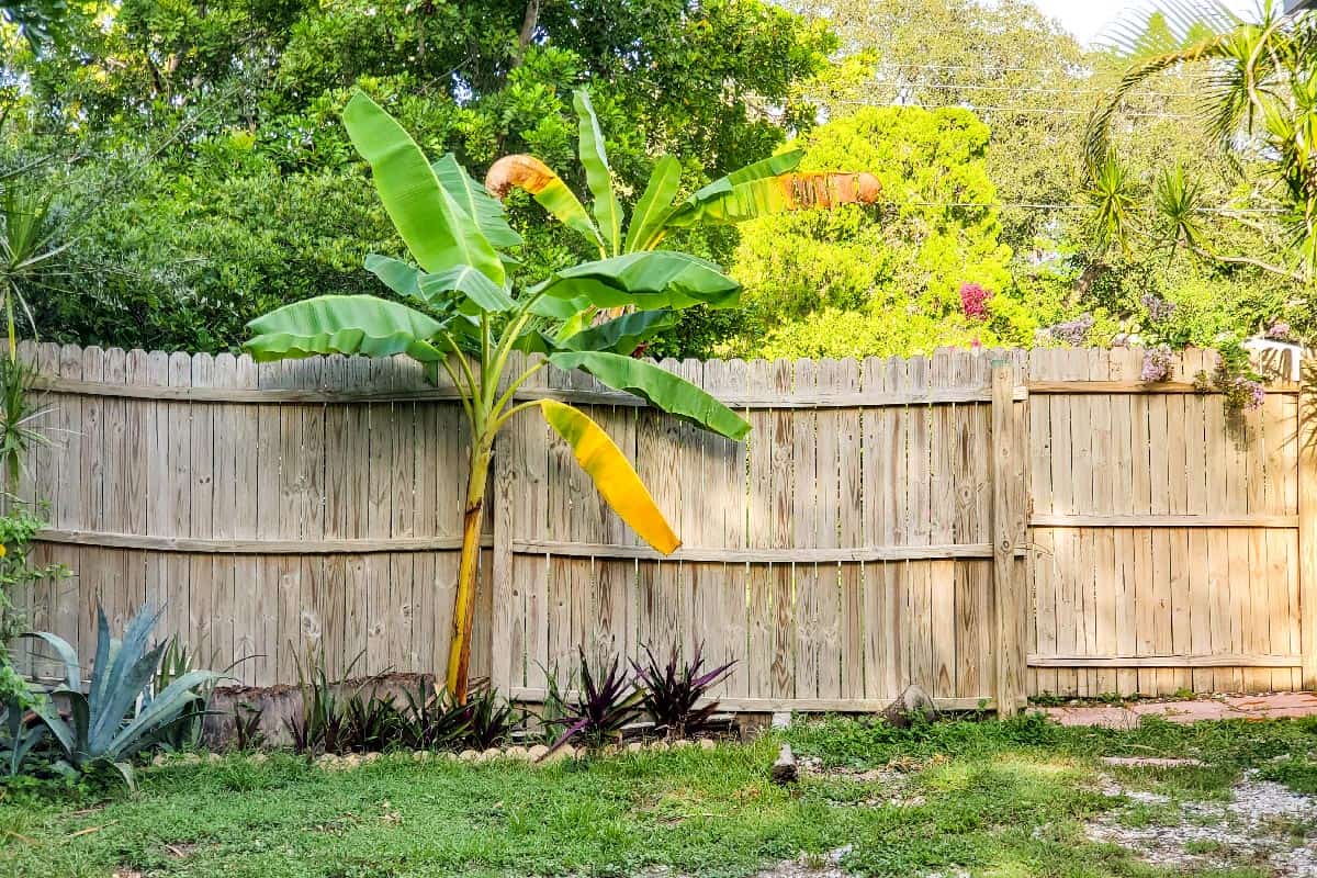 Green banana tree growing next to a wooden fence