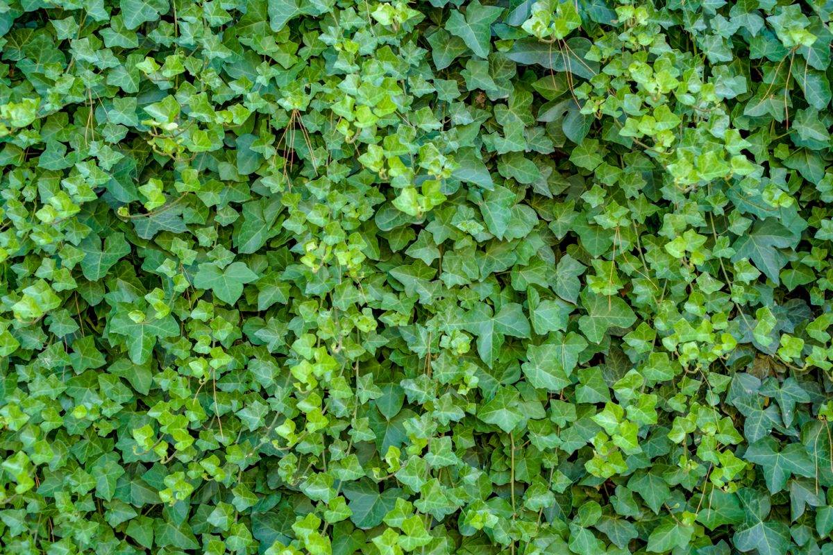 Green ivy Hedera with glossy leaves and white veins on the wall.


