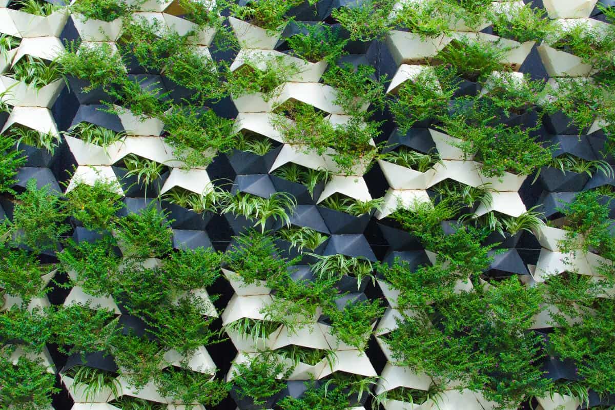 Green plants wall