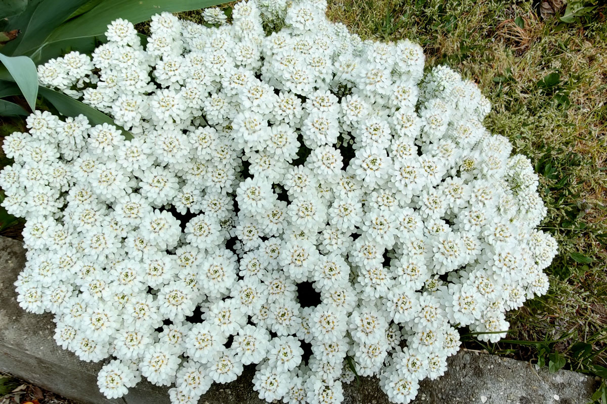 Iberis sempervirens white flowered pot in the garden