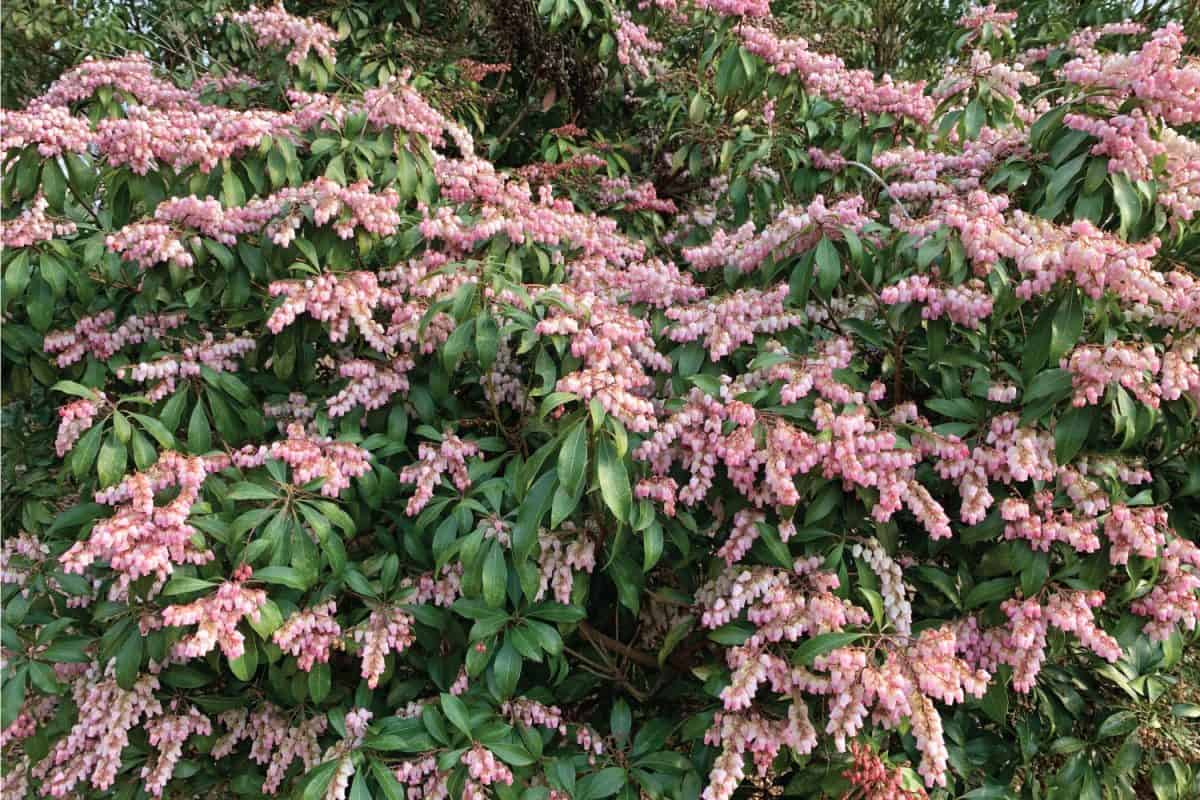 Japanese andromeda shrubs with pink flowers in spring