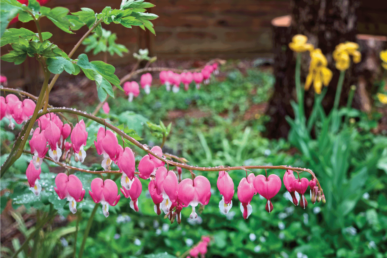 Lamprocapnos spectabilis or common bleeding heart plant. Plant is in full bloom with pink red blossoms or flowers.