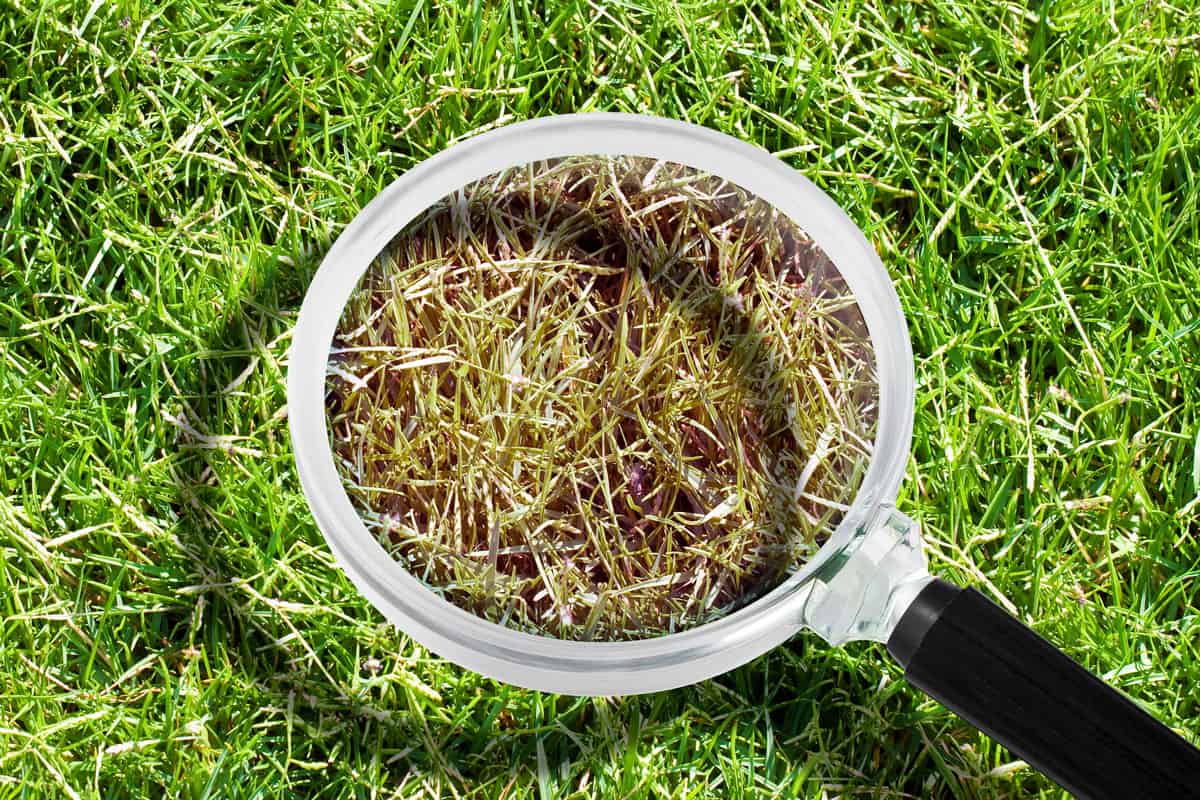 Magnifying glass with green grass
