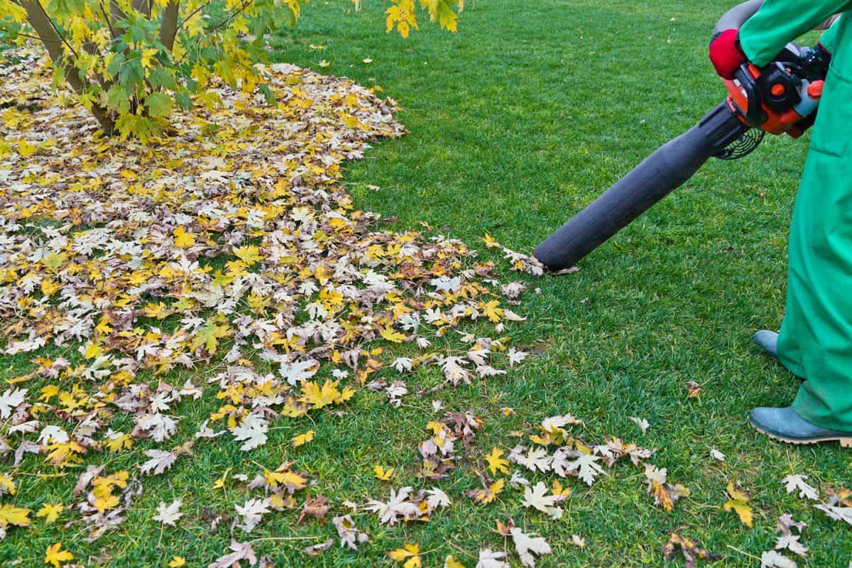 Gardener clearing up the leaves using a leaf blower tool - How To Vacuum Leaves From Rocks