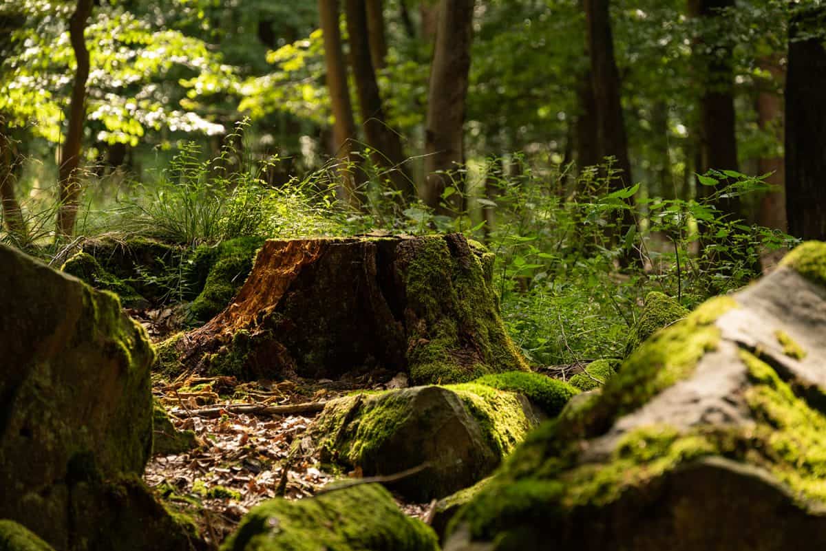 Moss-covered tree stump and rocks in a beech forest