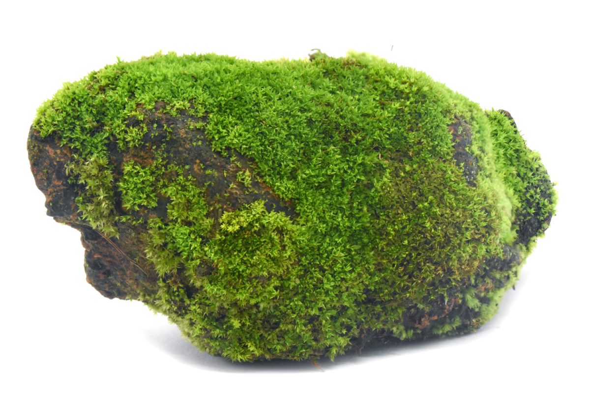 Moss green on rock, White background.
