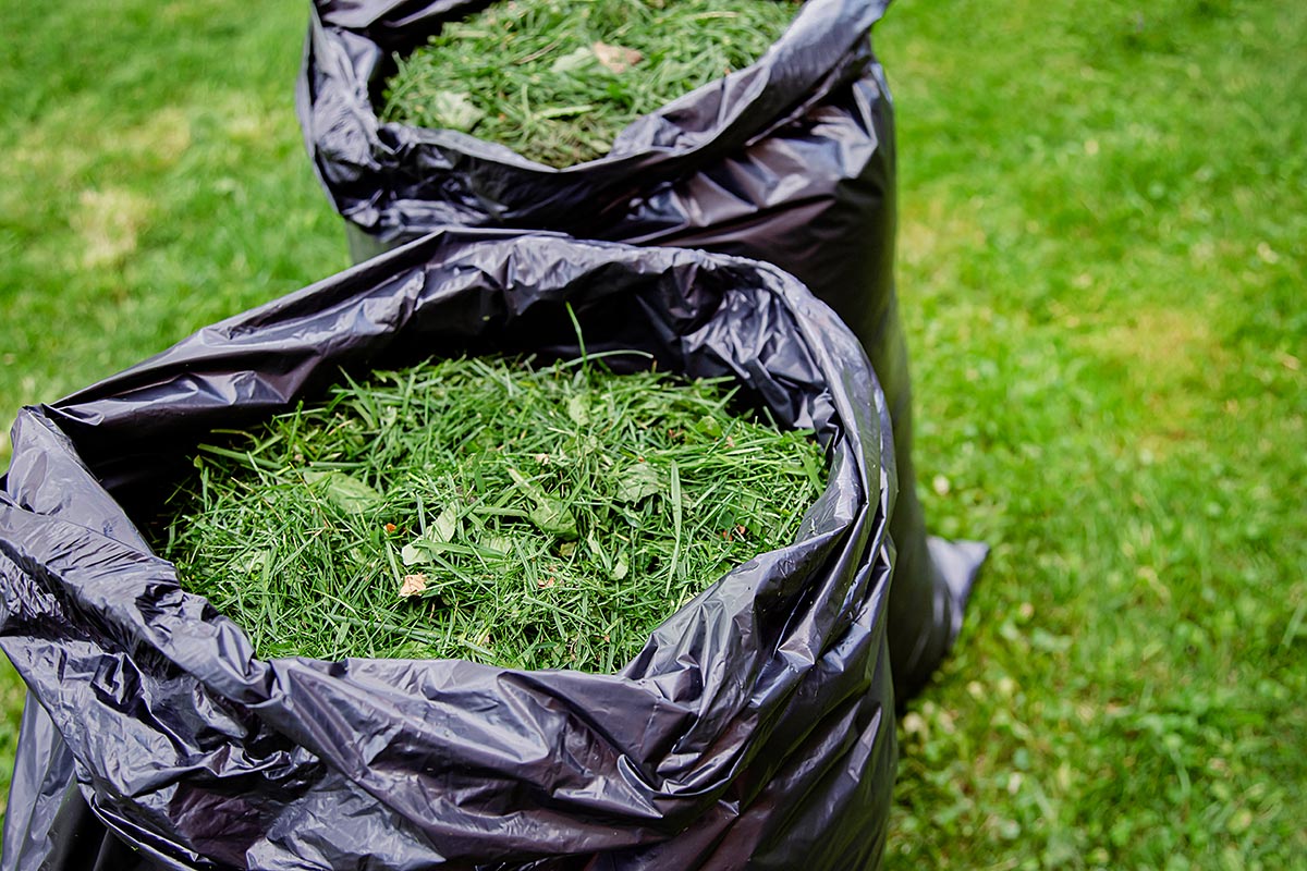 Mowing a household garden lawn with black bag of grass clippings