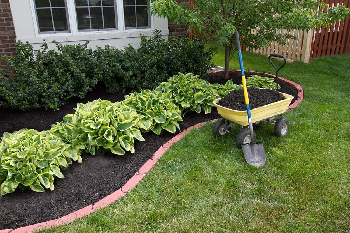 Mulching bed around the house and bushes