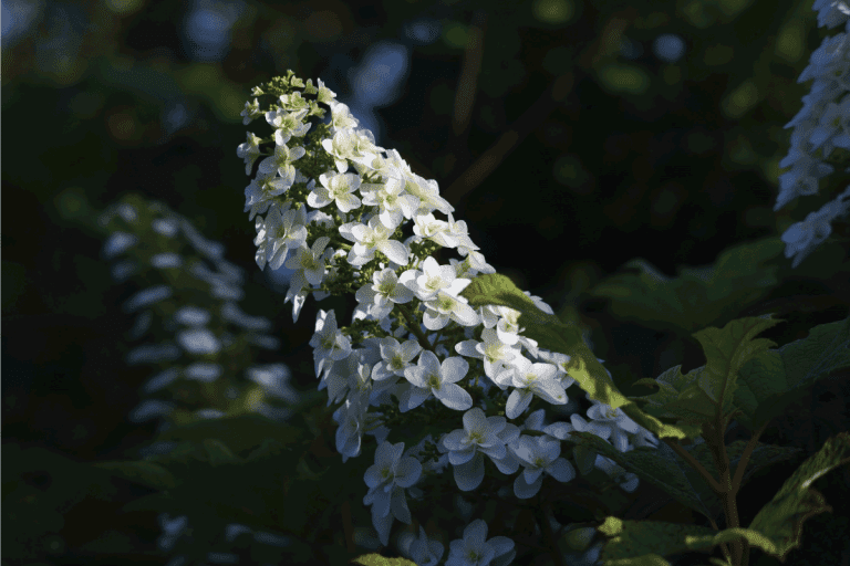 Oakleaf hydrangea is a Hidrangeaceae deciduous shrub with bright white flowers that bloom in cones. 13 Colorful Shrubs That Grow In Shade