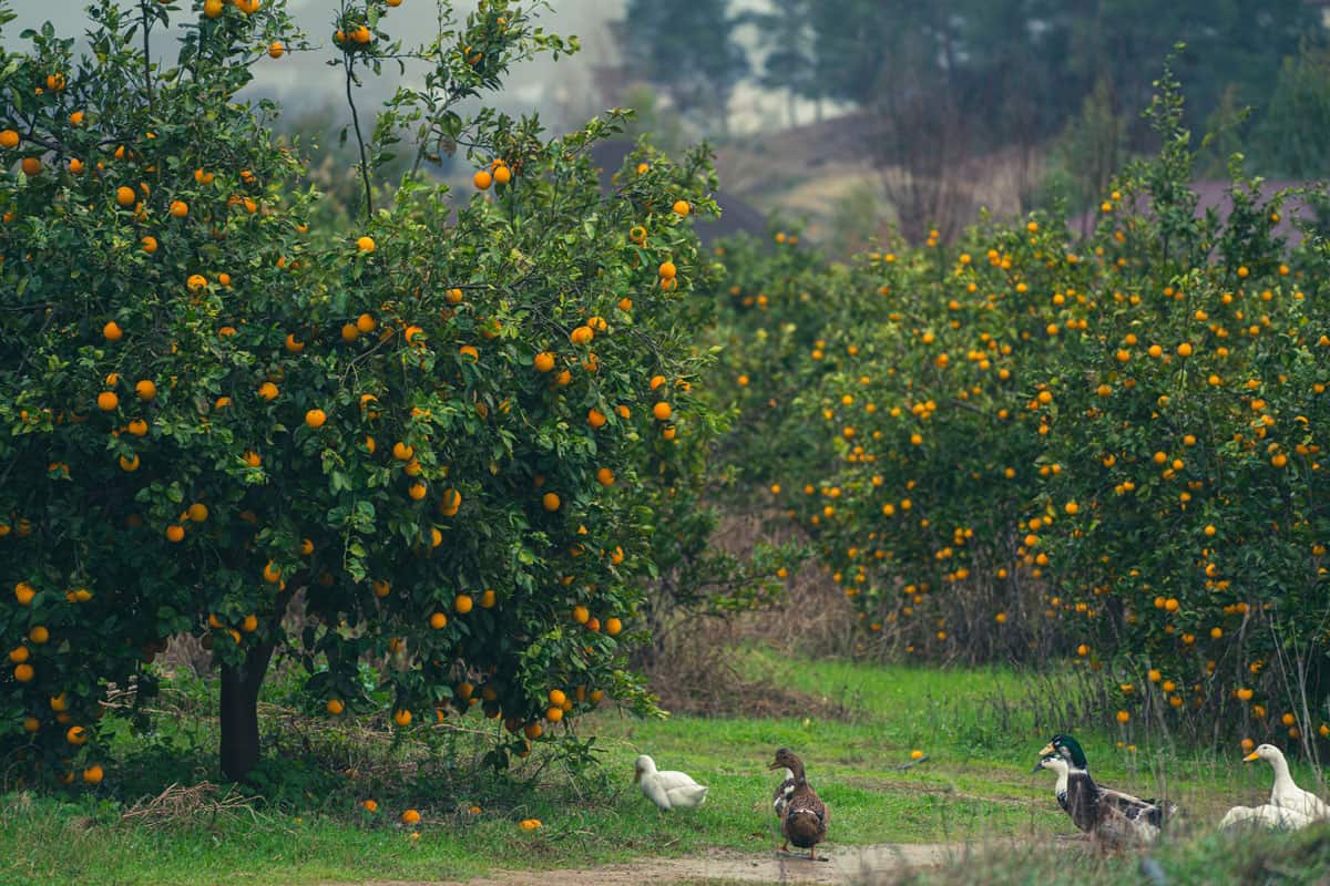 Orange Orchard Trees