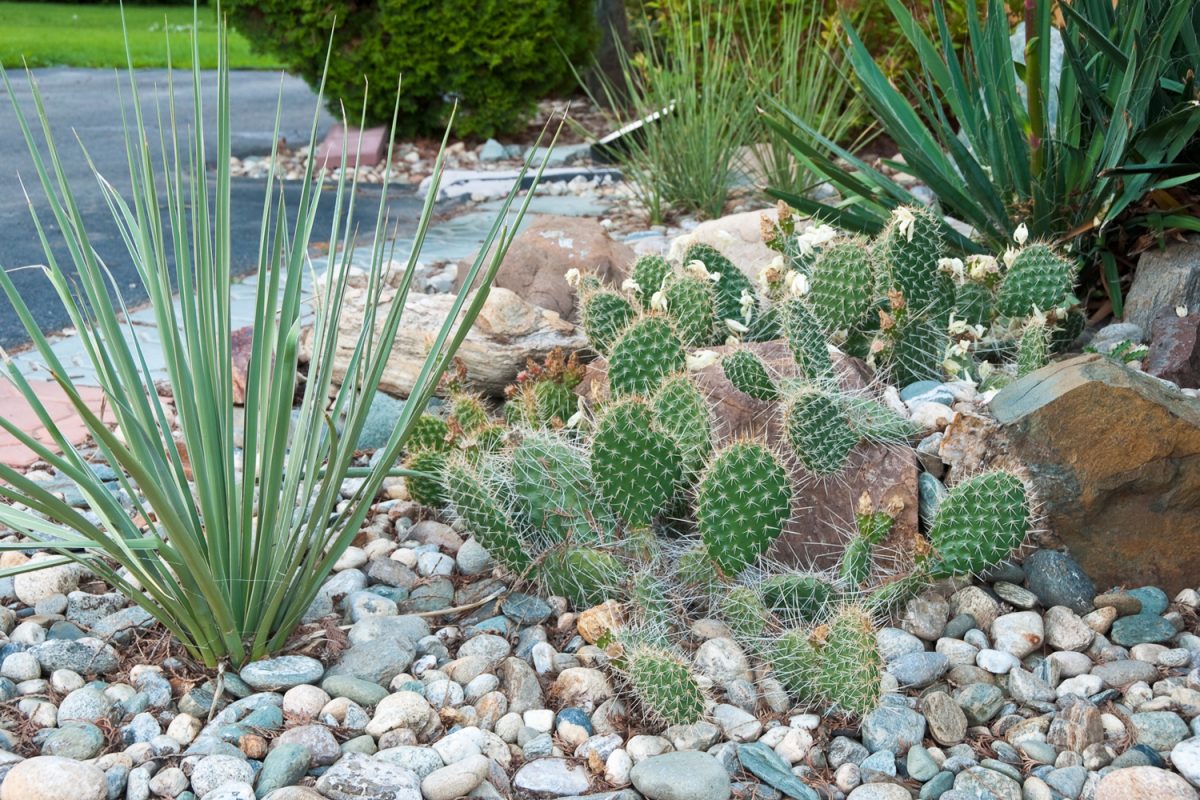 Outdoor landscape with cactus's.
