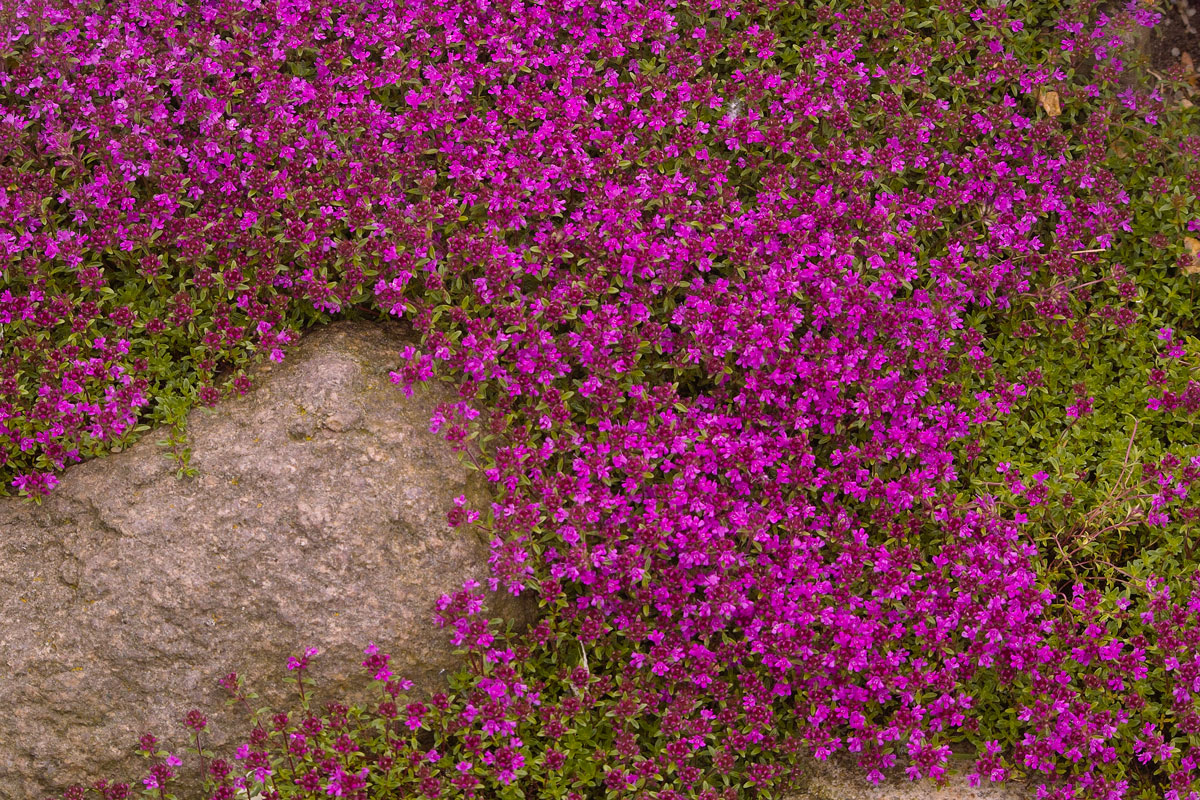 Pink carpet of a magenta blooming rockery garden perennial around a stone