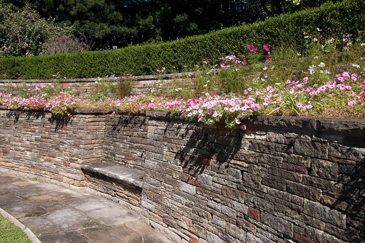 Retaining wall with bench topped with flowering petunia's in garden