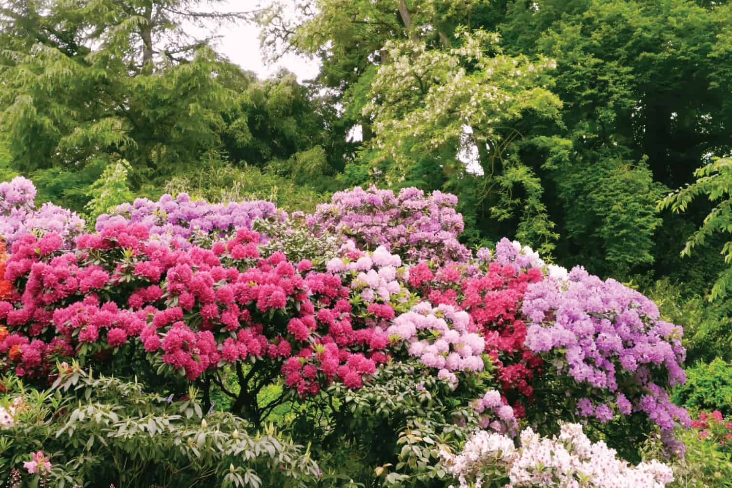 Rhododendron bushes growing with multiple colours.