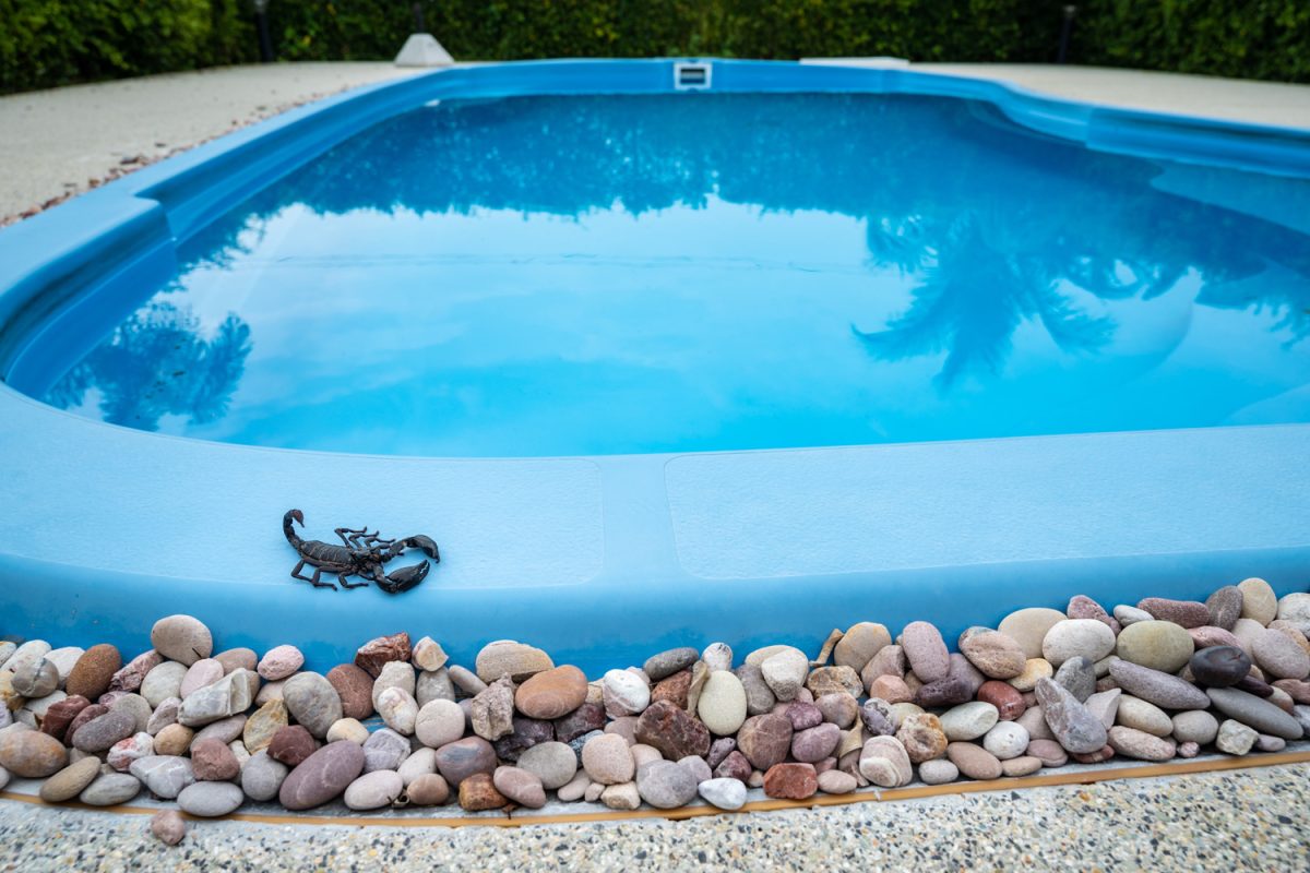 Scary black scorpion crawling on swimming pool. During hot spring and summer days, they often wander into homes in search of water.
