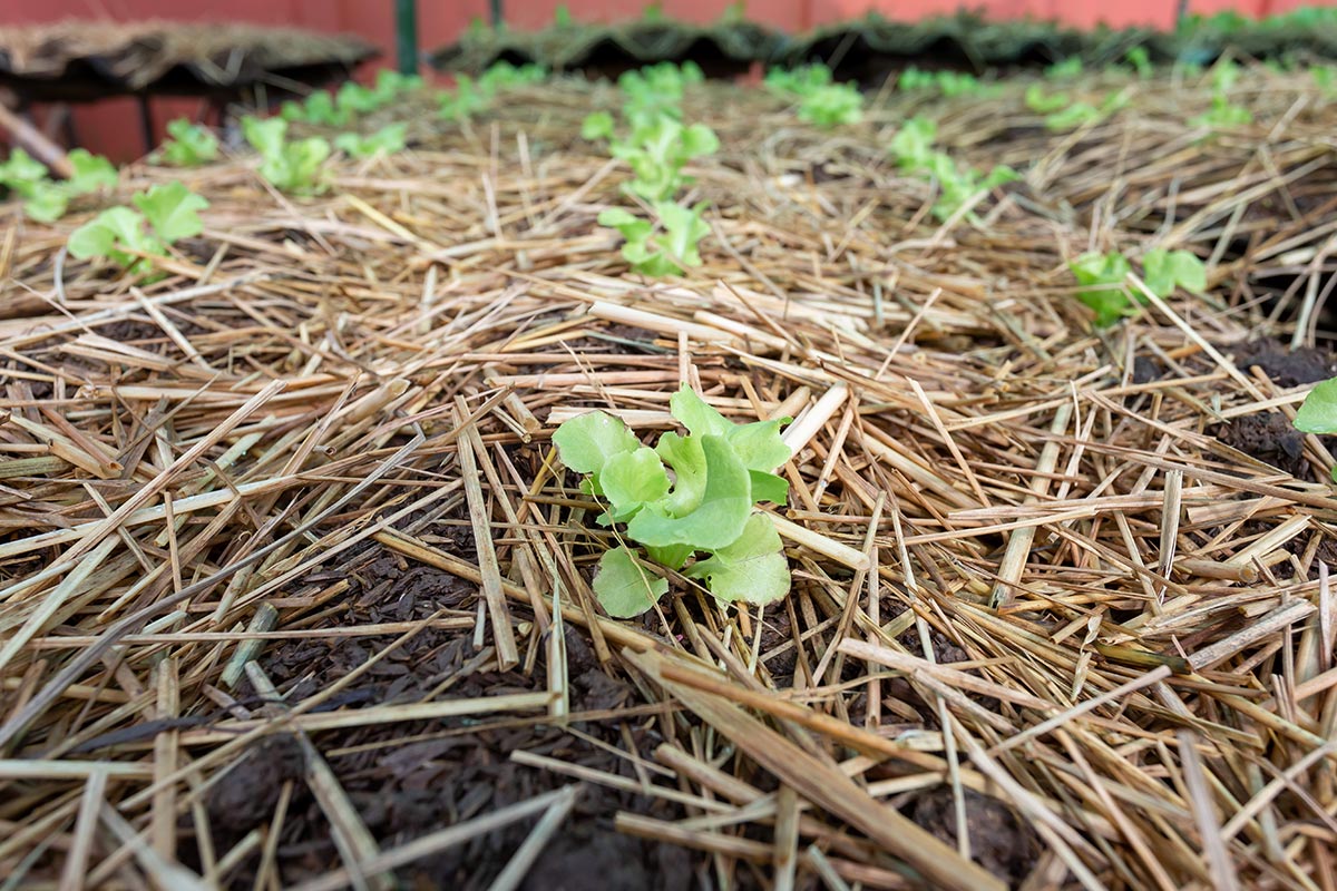 Small salad greens, planted in the back of the house, covered with straw