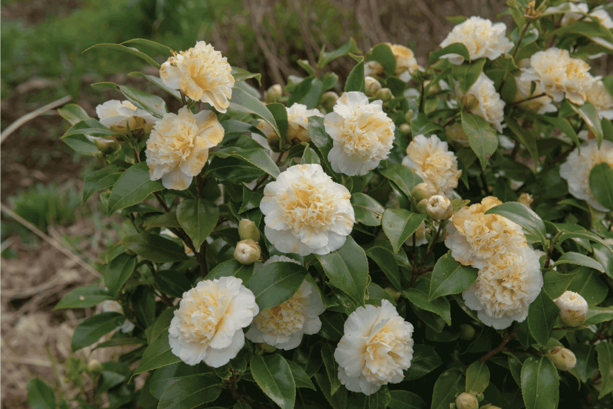 Spring Flowering Evergreen Camellia Shrub (Camellia japonica 'Brushfield's Yellow')