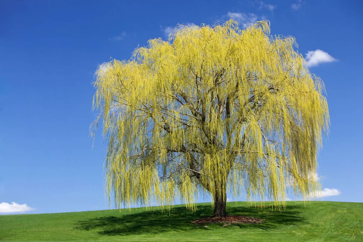 Spring Weeping Willow against a Blue Sky