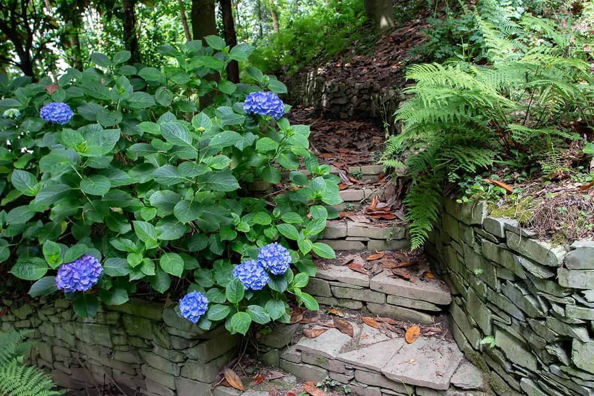 Stone stairs in the shady garden framed by ferns and blue hortensia plants