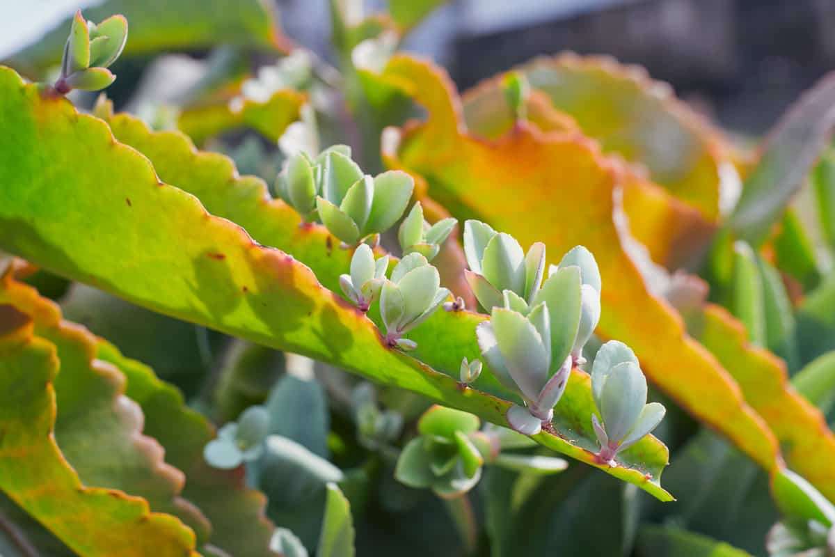 Succulent leaves of Kalanchoe daigremontiana