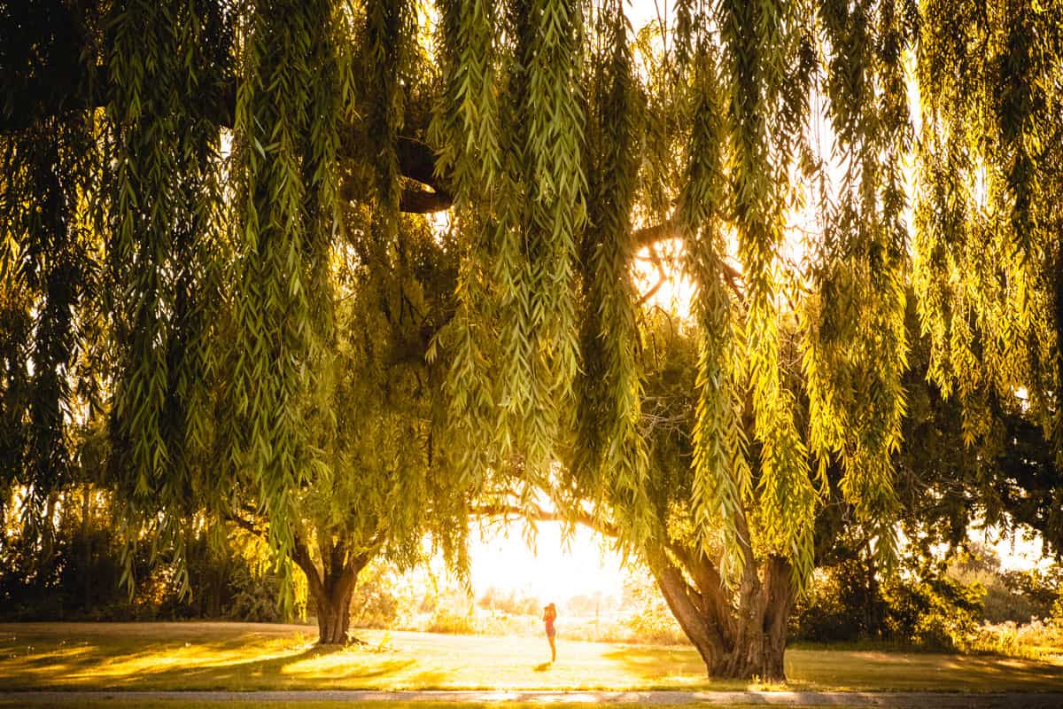 Sun shining on woman under willow trees