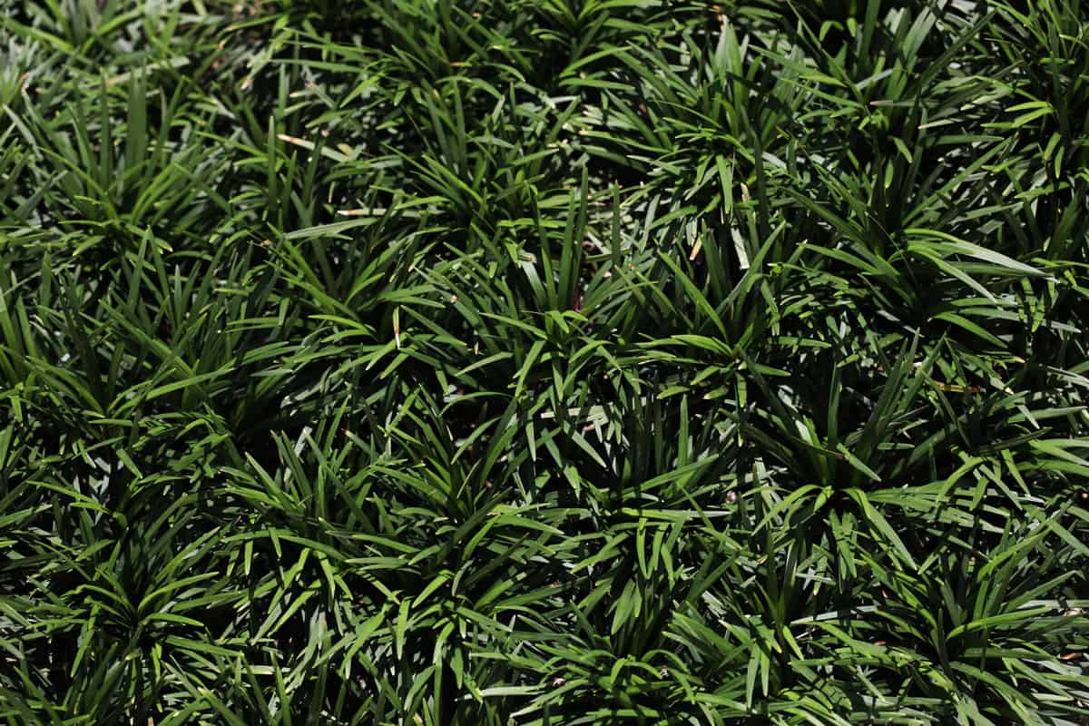 Up close photo of Mondo Grass