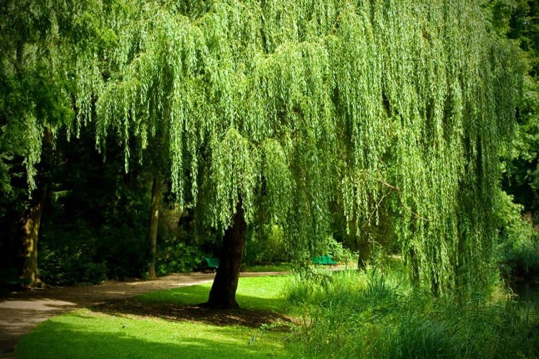 Weeping Willow in the Tiergarten, Berlin, Can You Trim A Willow Tree In The Summer [And How To]?