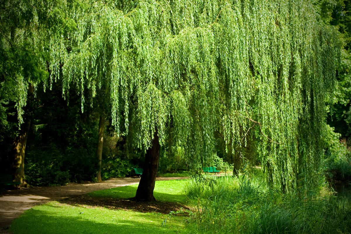 Weeping Willow in the Tiergarten, Berlin