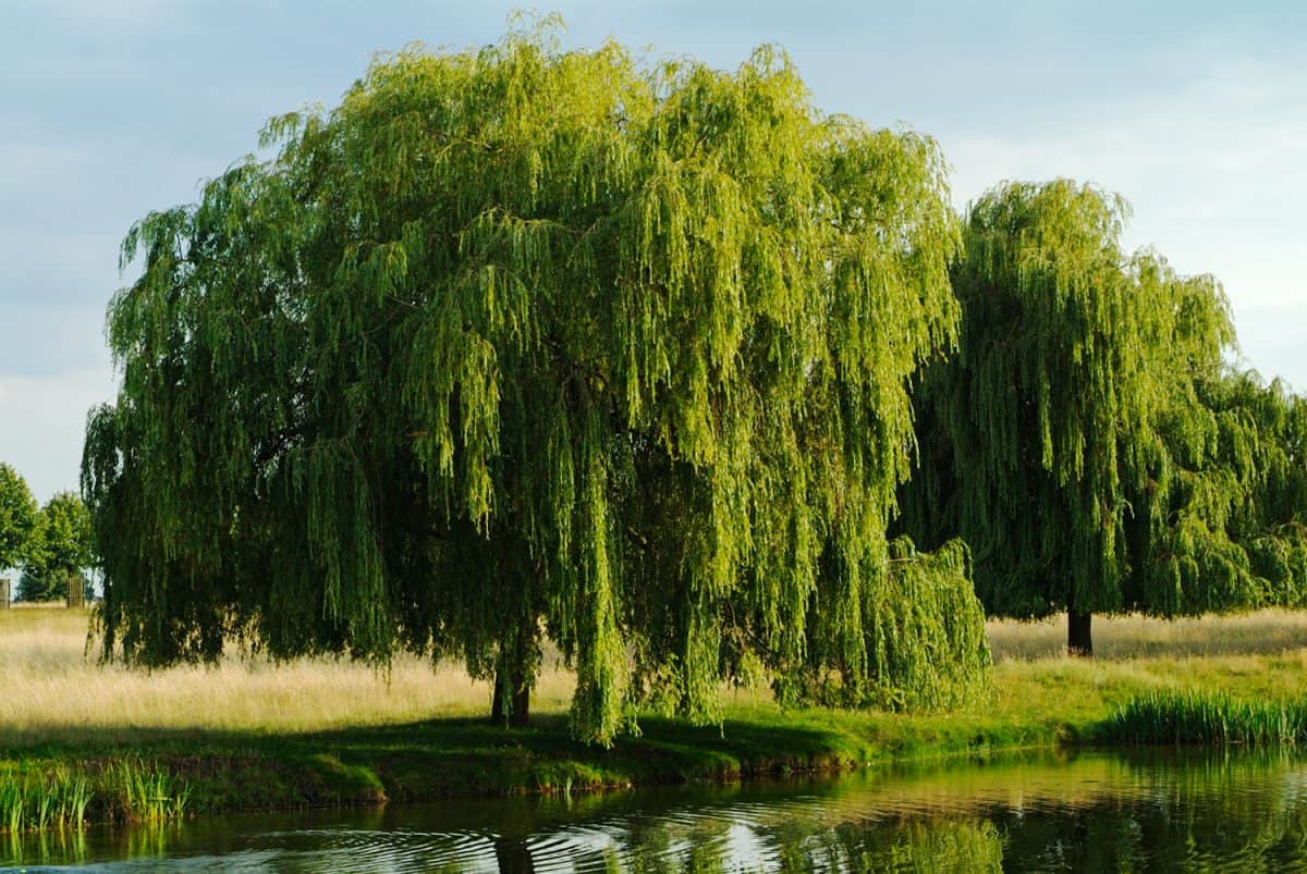 Weeping willow tree on the banks of the river