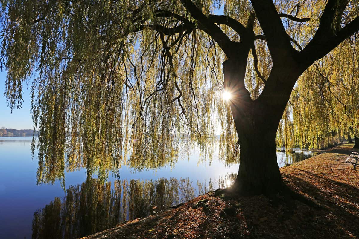 Willow tree at Alster lake